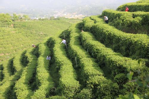 种茶叶农家的电话查询