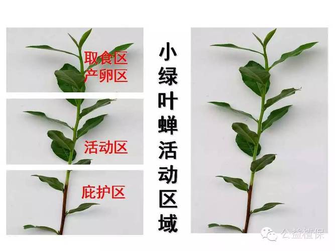 茶叶病害识别简介图片高清