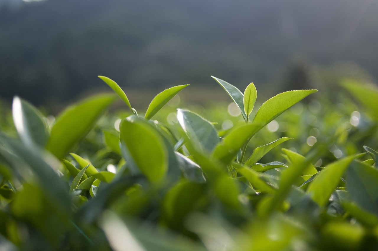 淄博茼蒿价格狂飙，每斤18元