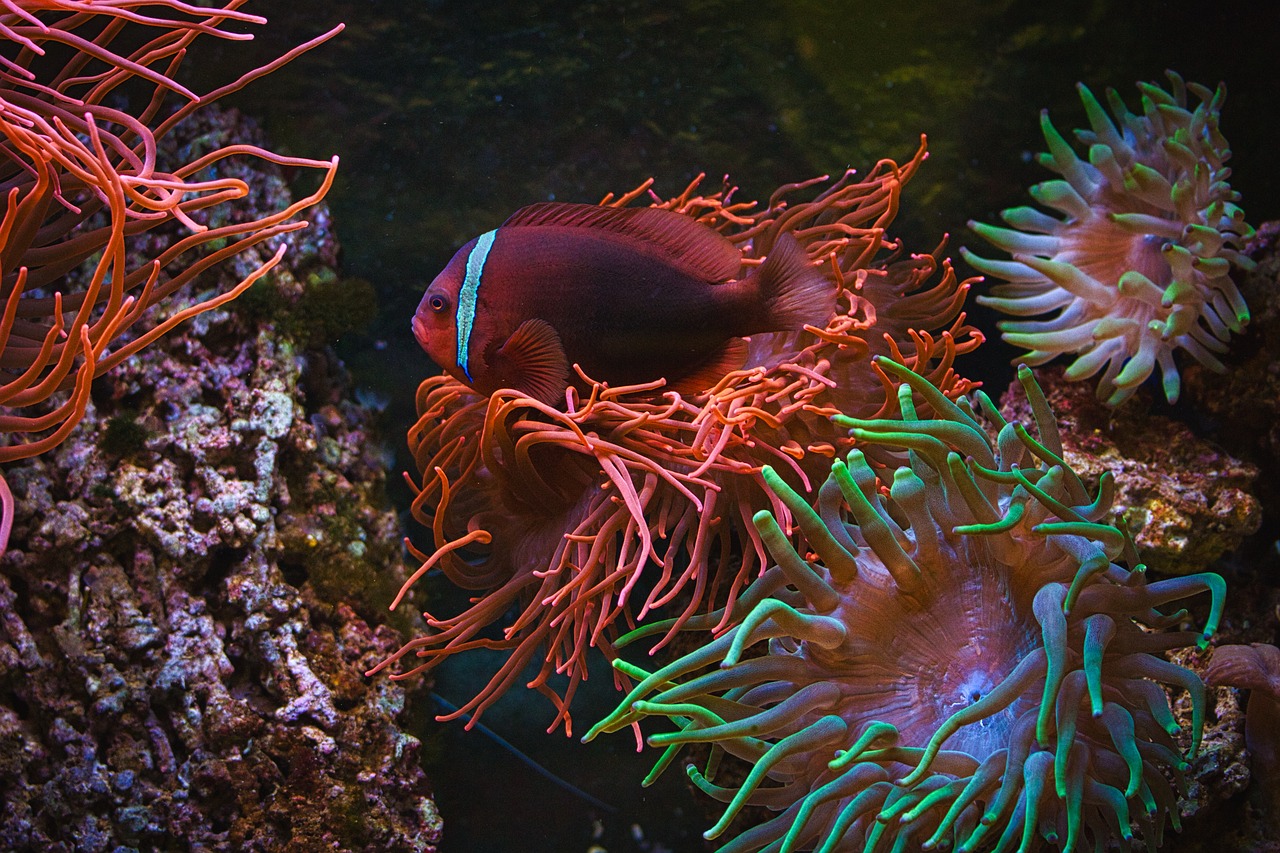 揭秘深海的神秘生物，探索那些生活在黑暗深处的奇特鱼类