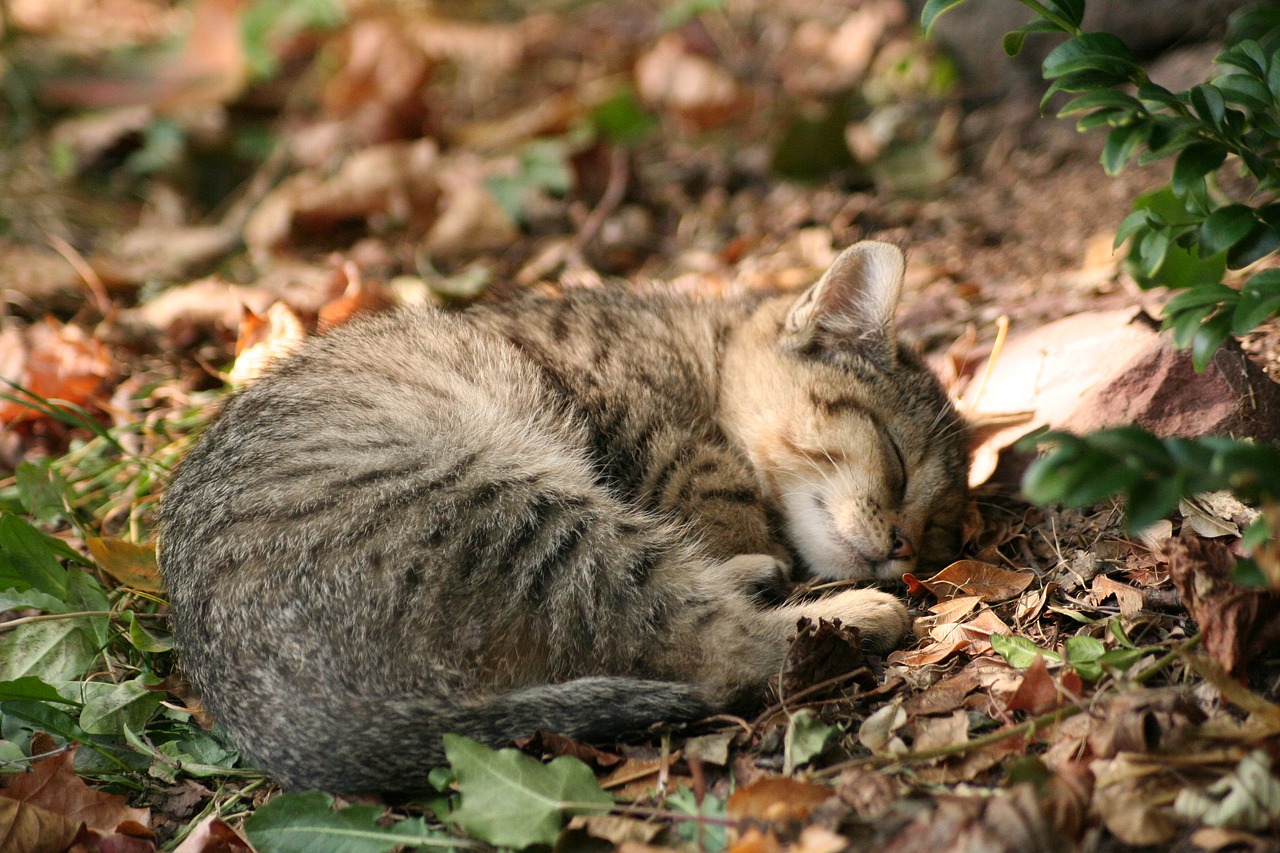 猫头鹰家里来了只猫